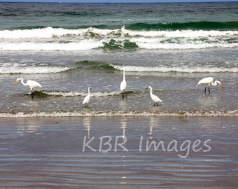 Symetrical Egrets