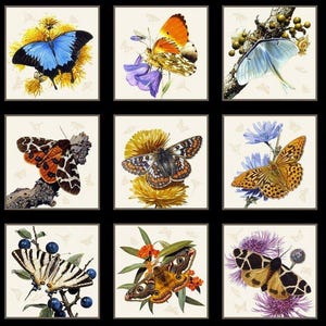 May include: Fifteen square prints featuring detailed illustrations of various butterflies. Each print showcases a different butterfly species, often paired with flowers or foliage. The butterflies display a range of colors and patterns, set against a neutral background.