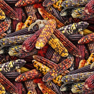 Food Festival 495-Multi Native Corn Cobs for Elizabeth&#39;s Studio