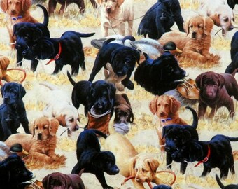 Labrador Retriever Puppies for Sale Dogs on Grass Northcott #9326