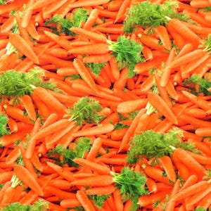 Food Festival 632-Orange Packed Carrots for Elizabeth&#39;s Studio