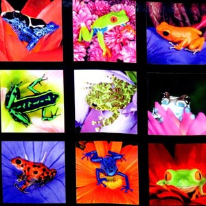 May include: A grid of nine square images, each featuring a different colorful frog. The frogs are set against various floral backgrounds, showcasing a variety of species and vibrant colors, including blue, green, orange, and red.
