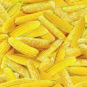 Fresh Veggies Food CD1985 Packed Corn on the Cob By Timeless Treasures