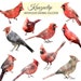 Watercolor Cardinal Collection - Commercial and Personal Use