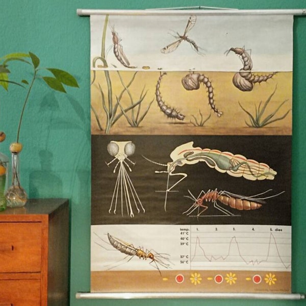Vintage Mücke - Gnat Print - Original 1970er Jung Koch Quentell Lithografie Schulkarte, Entomologie Biologie Druck - Insekt Wandbehang
