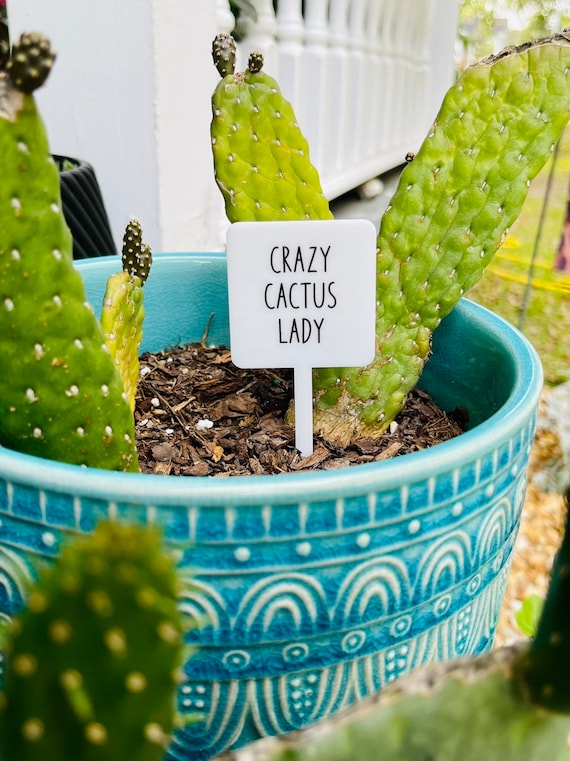 saguaro cactus glasses NOVICA Sweet Saguaro Hand Blown Cactus Motif Margarita Glasses (Set of 4)