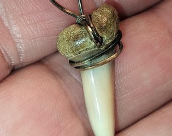 Antique Shark Tooth Pendant 14 KT Gold Mount 1930s