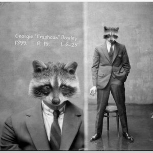 Raccoon Art Print Animal Art Anthropomorphic Vintage Mugshot Animals In Clothes Black and White Photography Woodland Animal (2 sizes)