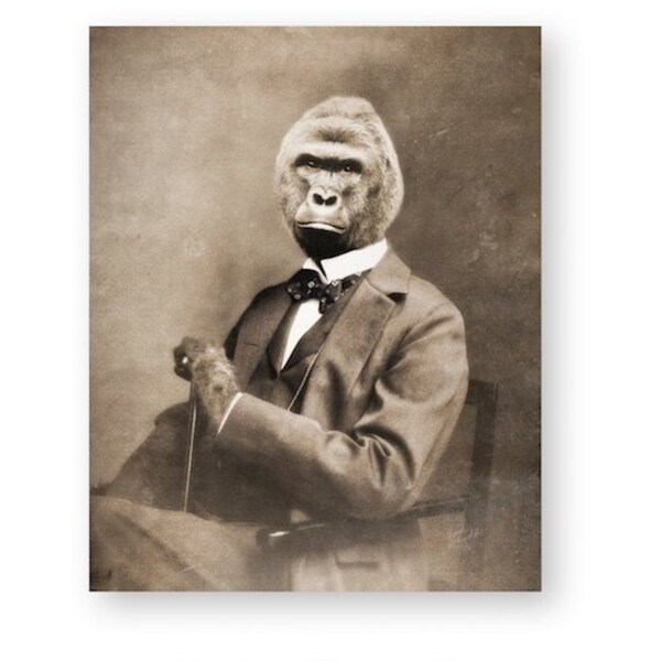 Vintage Gorilla Art Print: Harambe, Animal Rights