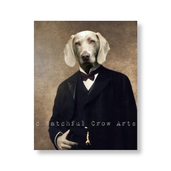 weimaraner wearing clothes