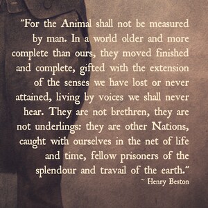 May include: A vintage-style image with a quote about animals and nature. The quote reads, "For the Animal shall not be measured by man. In a world older and more complete than ours, they moved finished and complete, gifted with the extension of the senses we have lost or never attained, living by voices we shall never hear. They are not brethren, they are not underlings: they are other Nations, caught with ourselves in the net of life and time, fellow prisoners of the splendour and travail of the earth." - Henry Beston