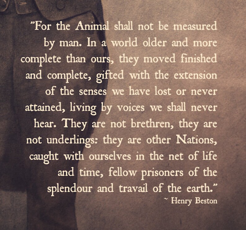 May include: A vintage-style image with a quote about animals and nature. The quote reads, "For the Animal shall not be measured by man. In a world older and more complete than ours, they moved finished and complete, gifted with the extension of the senses we have lost or never attained, living by voices we shall never hear. They are not brethren, they are not underlings: they are other Nations, caught with ourselves in the net of life and time, fellow prisoners of the splendour and travail of the earth." - Henry Beston