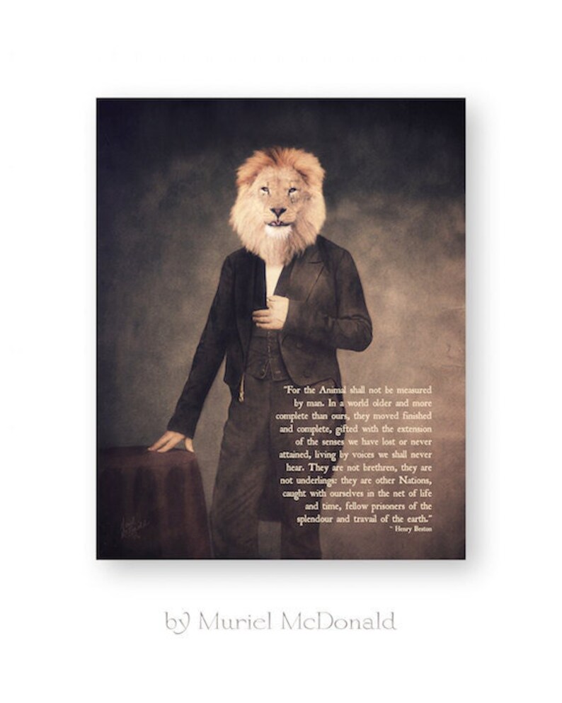 May include: A vintage-style portrait of a lion in a suit, with a quote about the animal kingdom by Henry Beston. The quote reads, "For the Animal shall not be measured by man. In a world older and more complete than ours, they moved finished and complete, gifted with the extension of the senses we have lost or never attained, living by voices we shall never hear. They are not brethren, they are not underlings: they are other Nations, caught with ourselves in the net of life and time, fellow prisoners of the splendour and travail of the earth." - Henry Beston