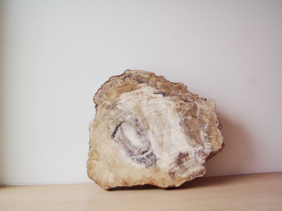Large petrified wood slab, polished slab of petrified wood from Brazil, Brazilian Jasper, rough lapidary specimen, petrified wood chunk