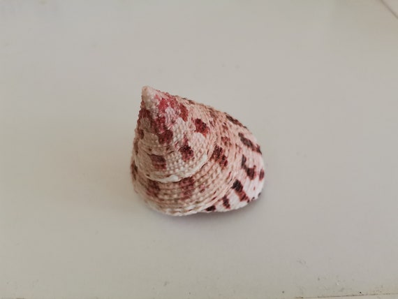 Conical sea shell find, strawberry banded trochus seashell, vintage trochus sea shell in pink and beige with pearly inside