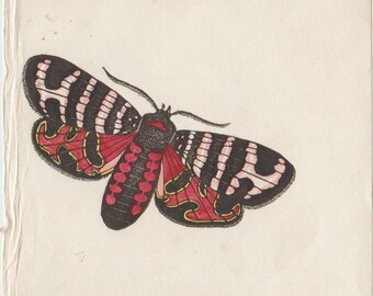 Hebe Moth – 1832 Antique Hand‑Colored Engraving | Vintage Entomology Print, Natural History Art