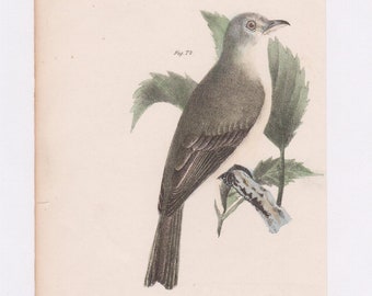 WARBLING GREENLET, Antique Bird Print, Hand Colored Lithograph, Zoology of New York, James Ellsworth De Kay, 1844, Plate 34, Fig. 74