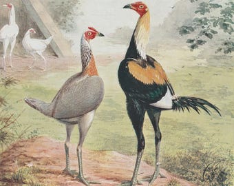 Antiker Geflügeldruck – Entenflügel- und weiße Kampfhühner, Chromolithografie von André & Sleigh (um 1900), Wandbild im Vintage-Landhausstil