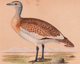 Great Bustard, Antique Bird Print, Hand Colored Wood Engraving, from "A History of British Birds" by F. O. Morris