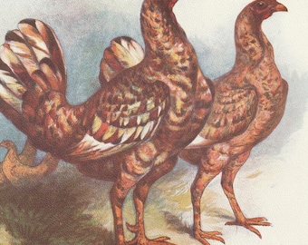 Antique Harrison Weir Chicken Print (1905) – Almond Mottles Game Fowl Chromolithograph, Wright's Illustrated Book of Poultry