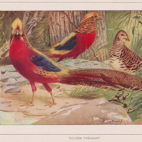 Golden Pheasant Color Lithograph, Antique Wildlife Print, by Wilhelm Kuhnert,