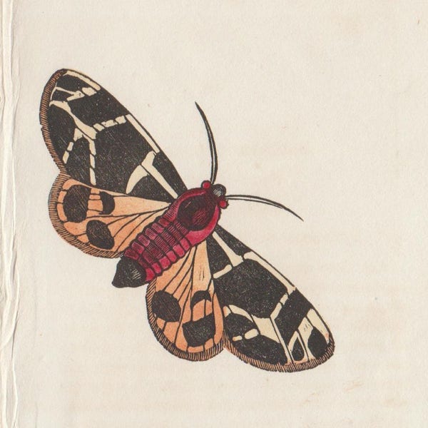 The Bright Moth, 1832 Antique Moth Print, from The Book of Butterflies, Sphinxes, and Moths, Vol. 1,  Hand Colored Engraving