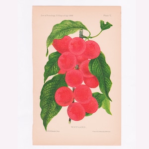 Antique Plum Print: 1888 Chromolithograph, USDA Fruit Illustration
