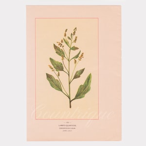 Pendula Wild Flowers of America Pogonia Trianthophora Antique Botanical Chromolithograph Vintage print 1894 Botanical Fine Art Weekly
