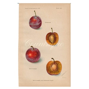 1902 Brittlewood Plum Lithograph - USDA Antique Print by D. Passmore, Farmhouse Decor