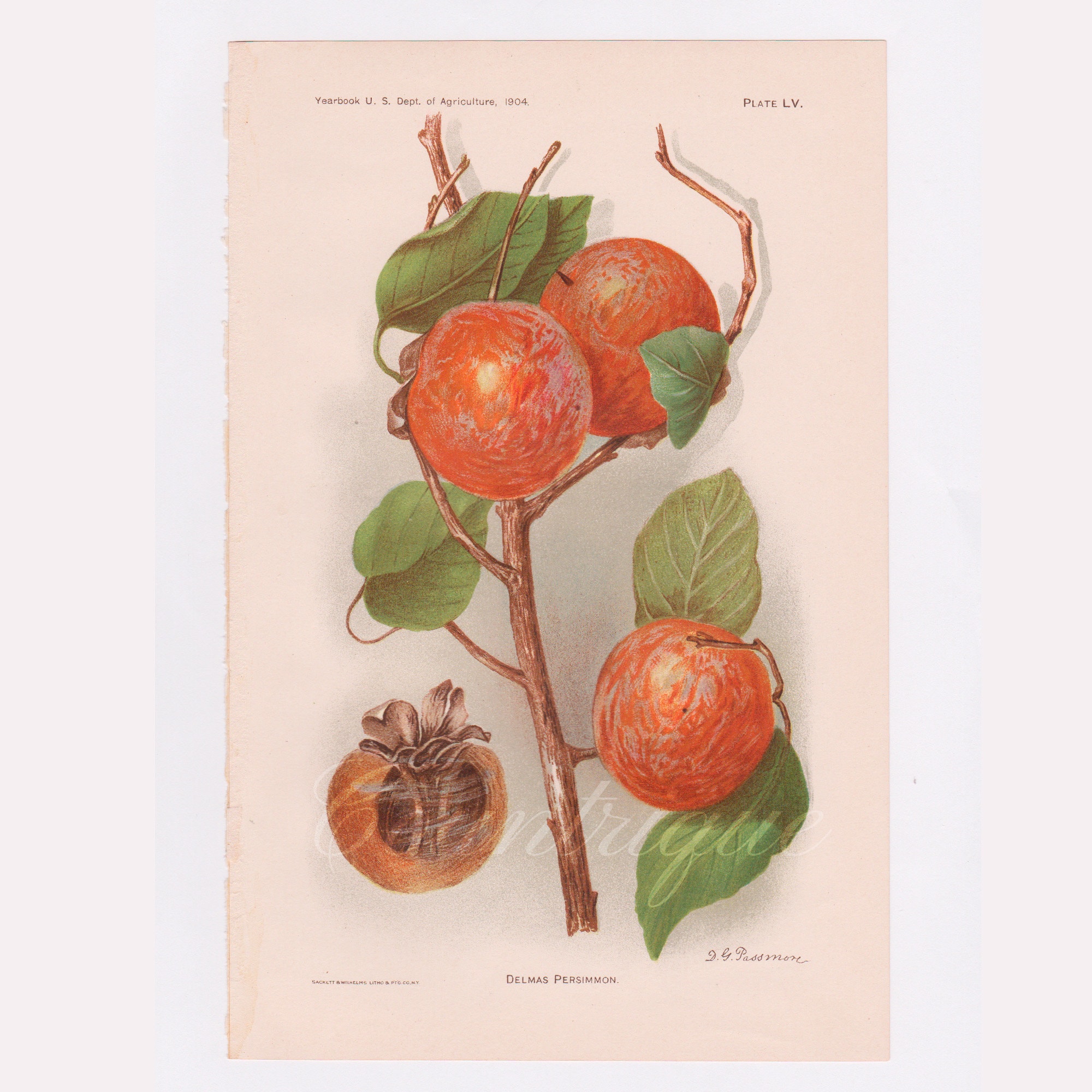 DELMAS PERSIMMON Antique Fruit Print, Chromolithograph, USDA, Department of Agriculture 1904, by D G Passmore, disbound book plate