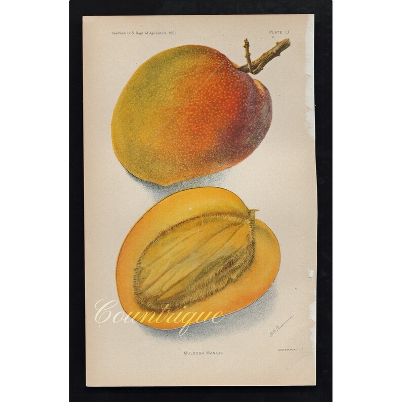 MULGOBA MANGO Color Lithograph Antique Fruit Print Yearbook Etsy