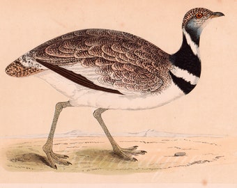Little Bustard, Original Hand Colored Antique Print, 1857 Morris British Birds
