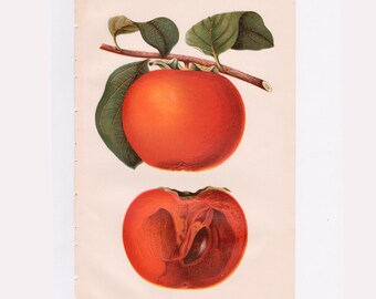 Dai Dai, Antique Fruit Print, Department of Agriculture, USDA 1891, Chromolithograph, Vintage Farmhouse Kitchen Decor