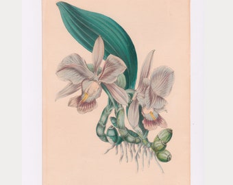 Cattleya, bulbous (Orchid) Original Botanical Flower Print, Antique Flower Print, c. 1840, Hand Colored Copper Engraving