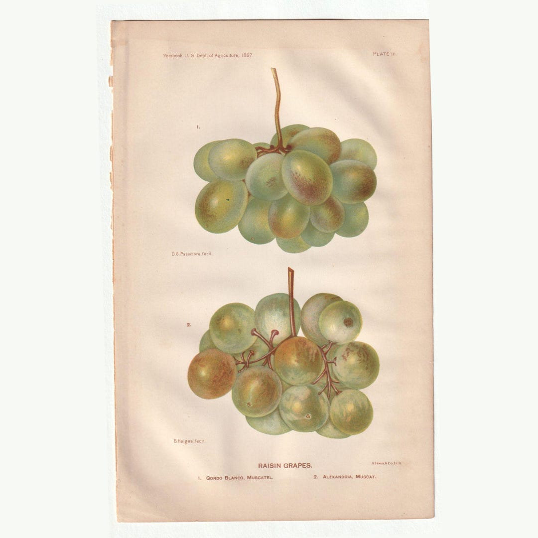 Usda Raisin 1897 Raisin Grapes Print – USDA Botanical Chromolithograph, Antique ...