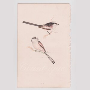 Long-tailed Titmouse, Antique Bird Print, Meyer&#39;s British Birds, Plate 81, Hand Colored Lithograph by Henry Leonard Meyer