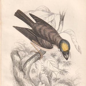 Yellow-Cheeked Flat Bill Engraving – 1853 Hand-Colored Bird Print