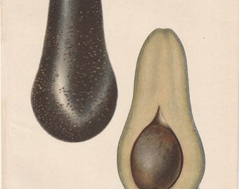 Botaniczny druk z awokado Chappelowa z 1906 roku – antyczna chromolitografia USDA | Ilustracja z owocami w stylu vintage | Sztuka ścienna do kuchni w stylu wiejskim