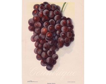 Antique Fruit Print, Grapes of New York, by Disbound Book Plate, Vintage Farmhouse Kitchen Decor