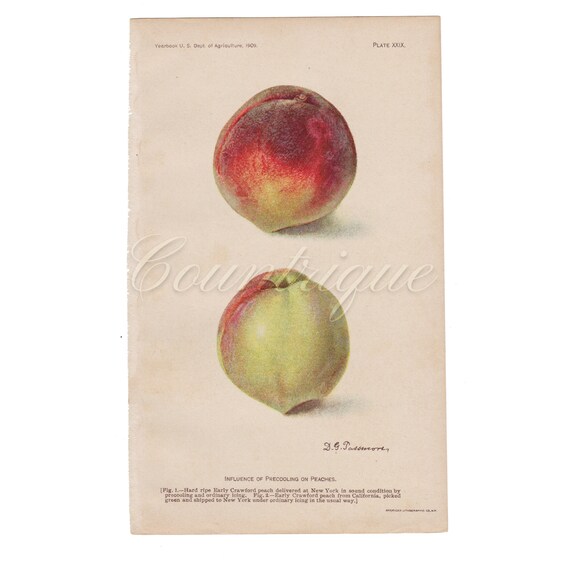 Yearbook USDA 1909 Antique Fruit Print Color Lithograph by Deborah G Passmore Influence of