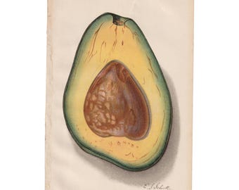 Botaniskt tryck med avokado och pollock från 1912 – Antik USDA-kromolitografi | Vintage fruktillustration | Konst i lantkök