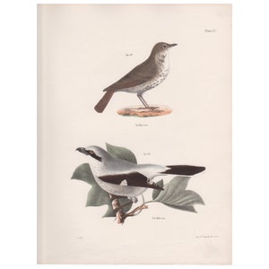 Hermit Thrush, Northern Butcher, Antique Bird Print, Hand Colored Lithograph, De Kay&#39;s Zoology of New York, 1844, J. W. Hill, Endicott, NY