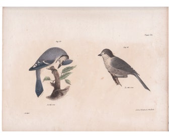 Antique Bird Print: Blue Jay & Canada Jay Lithograph, 1844