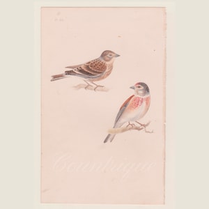 Linnet, Antique Bird Print, Meyer&#39;s British Birds, Plate 110, Hand Colored Lithograph by Henry Leonard Meyer