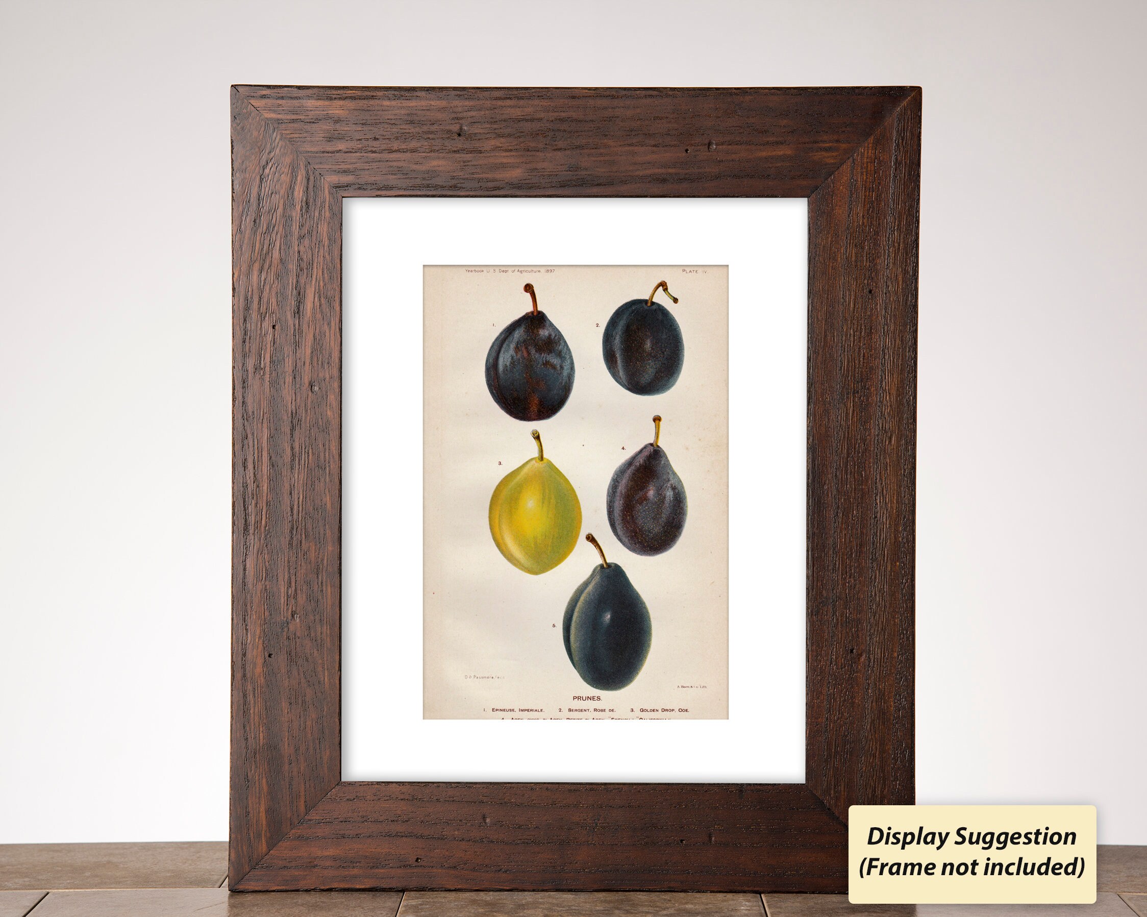 Prunes Chromolithograph Antique Fruit Print Department of Etsy España