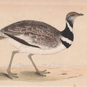 Little Bustard – Original 1857 Hand-Colored Bird Print by Morris | British Ornithology Antique
