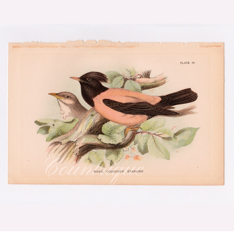 1896 Chromolithograph G Rose Coloured Starling Antique Bird Print A Handbook to the Birds of Great Britain Keulemans J