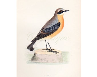 Vintage Wheatear Bird Print: Hand-Colored Wood Engraving