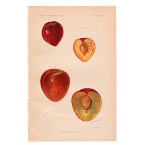 1901 USDA Wickson & Red June Plums - Antique Color Lithograph, Farmhouse Kitchen Art