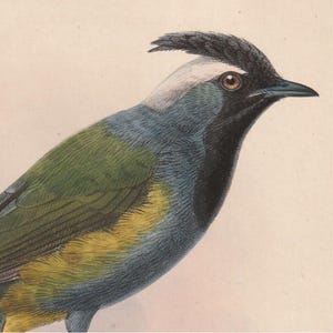 Antica litografia di uccelli del 1883 - Paramythia montium - J.G. Keulemans — Tavola originale Ibis VII